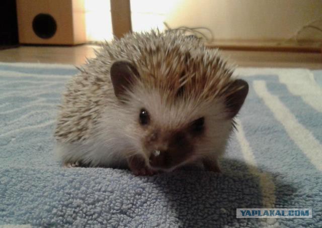 Первый Йожик 2014