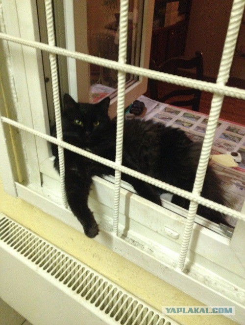 Котовторник 10.06.2014