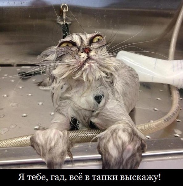 20 самых известных котов в интернете.