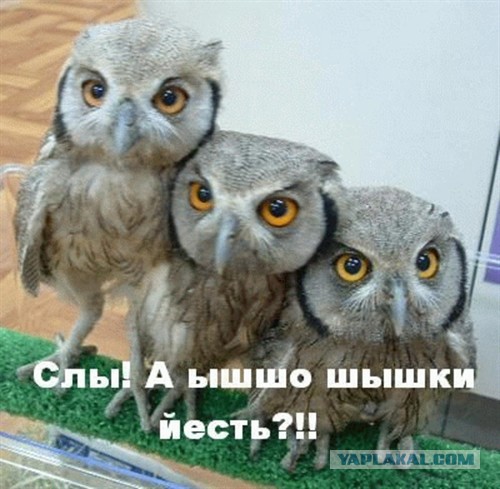Все нормально, это варенье из шишек!