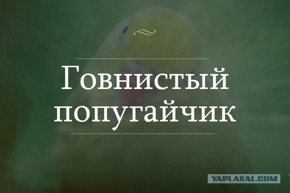 Просто картинки