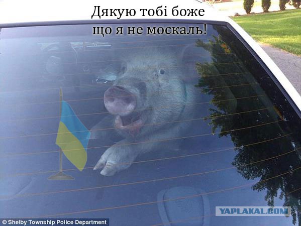 Шарий