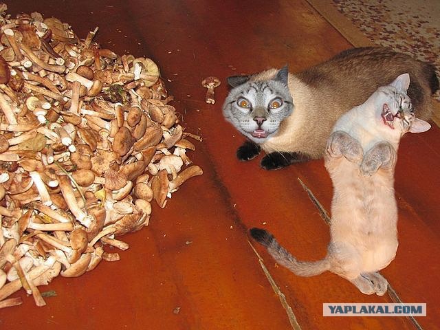 Прикольные коты
