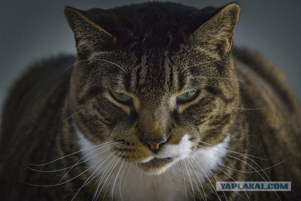 Славянская Душа