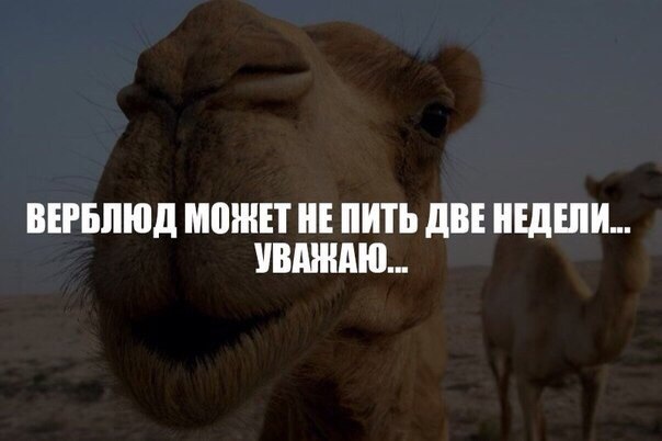 Божьи твари