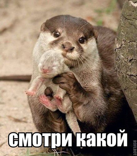 Божьи твари
