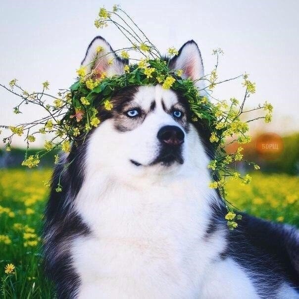 Прикольные животные