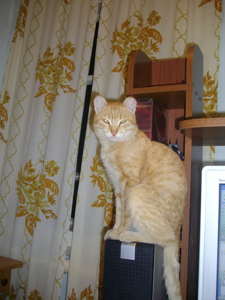 Котовтоник 29.11.2016.