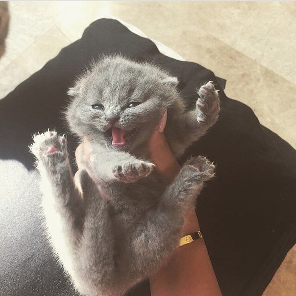 Коты из сети