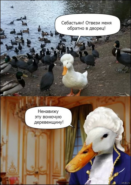 Гусь