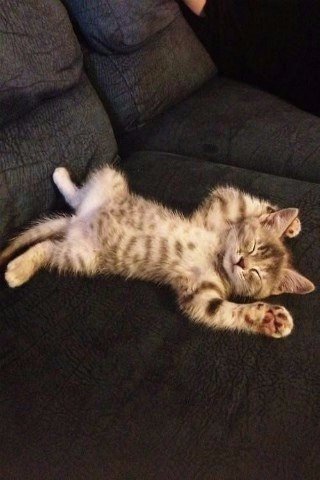 Коты из сети