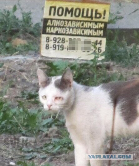 Абсурдный юмор ч.29