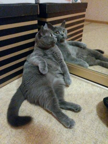 Коты и Кошки