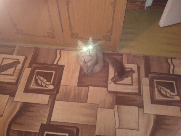Коты и Кошки