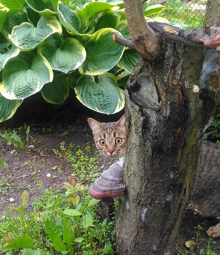 Котовторник 18.07.2017