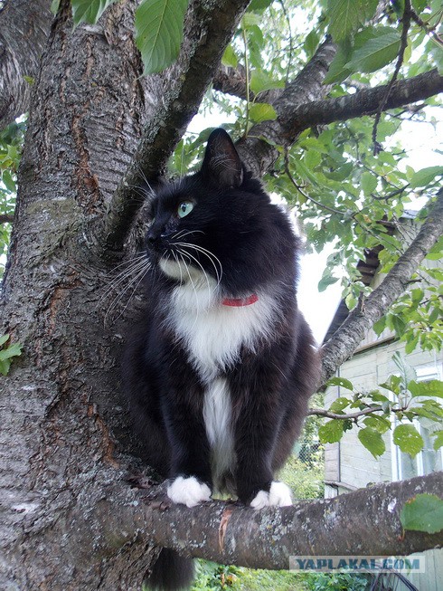 Котовторник 29.08.2017