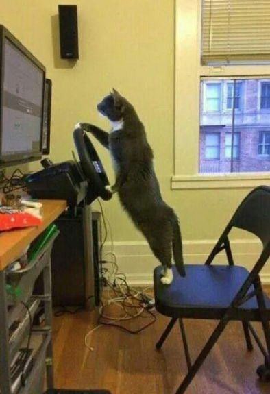 Коты и Кошки