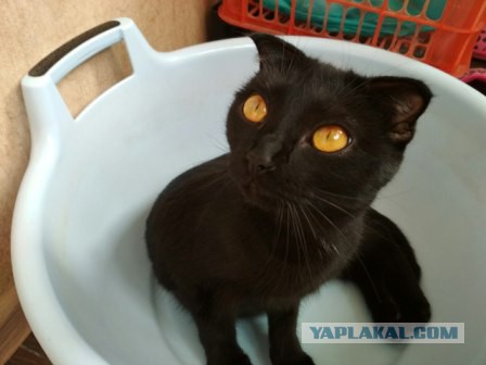 Котовторник 19.09.2017