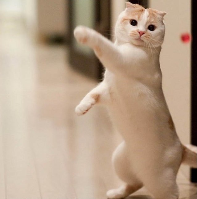 Коты и Кошки