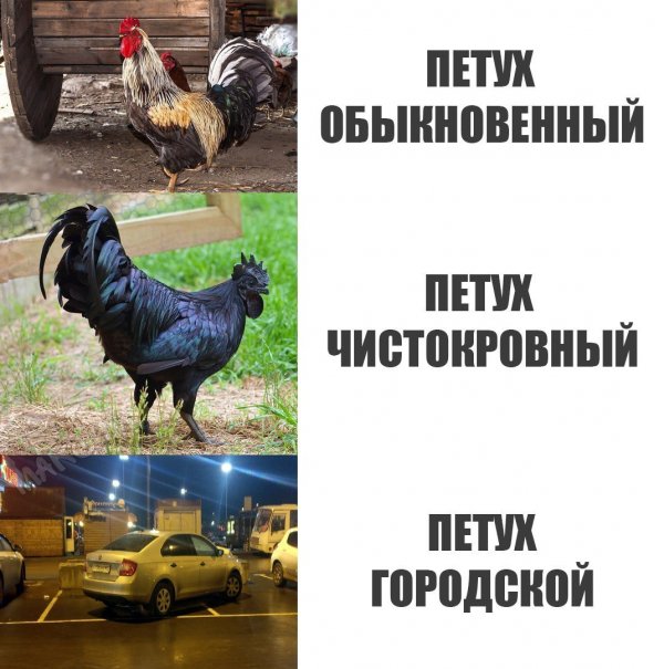 Нестандартный юмор