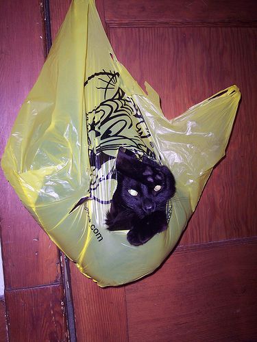 Прикольные коты на среду! ОЧЕНЬ МНОГО!