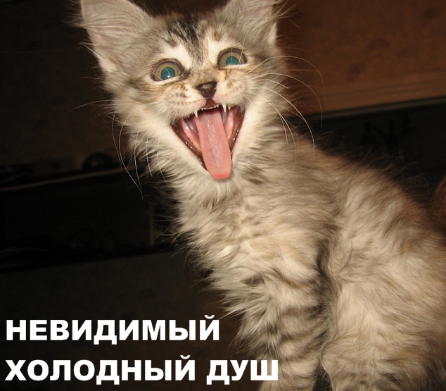 Коты и невидимые предметы 26 фот