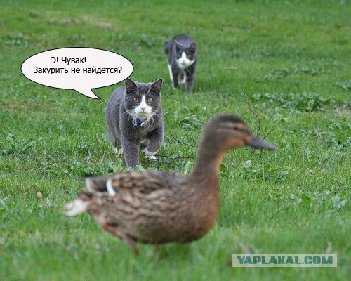 Борн ту Килл