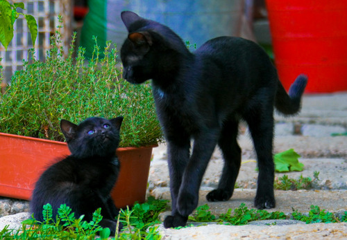 Котовторник на 29 июня