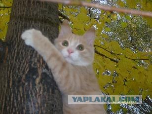 Кошкины истории со счастливым концом