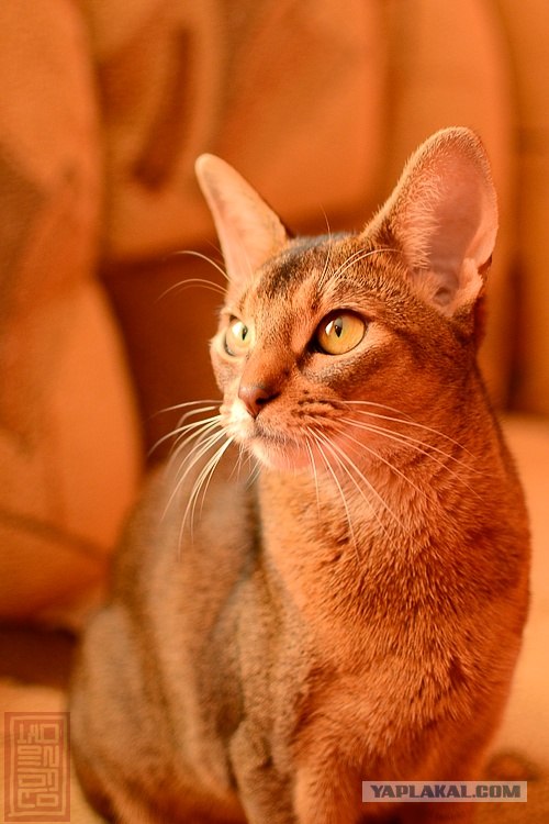 Котовторник! 08.11.11
