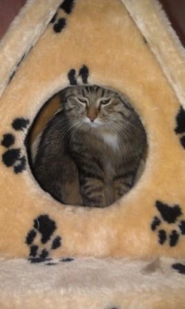 Котовторник 22.11.11