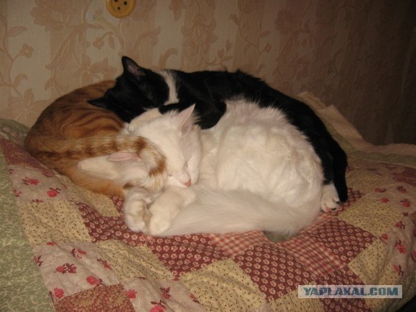 Котовторник 27.12.11