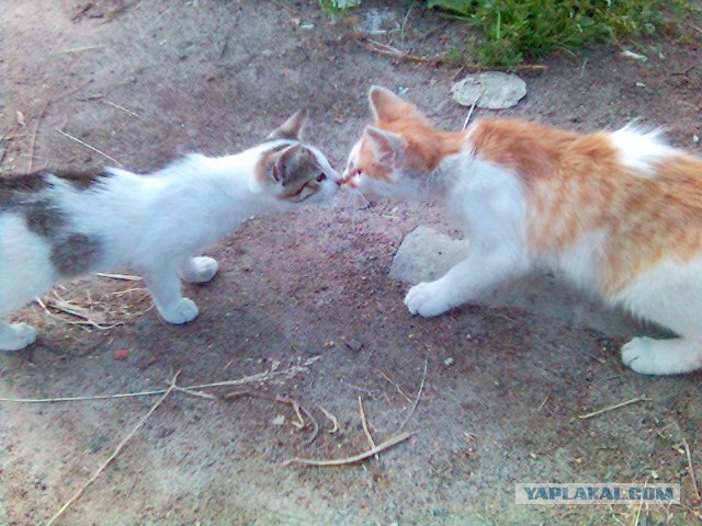 КОТОВТОРНИК (6.03.2012)