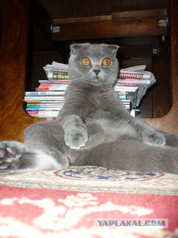 Котовторник 8 мая 2012