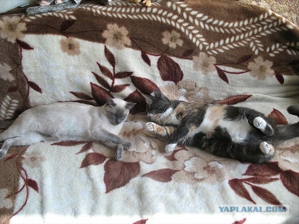 Котовторник 22.05.2012