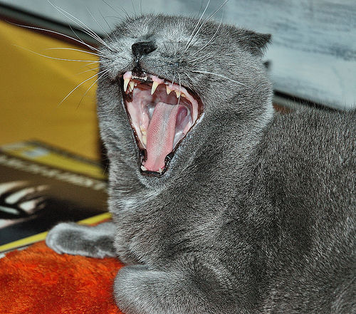 Котовторник однако