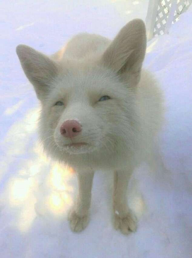 Живность из сети