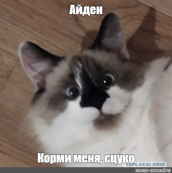 В разводе всегда виновата женщина