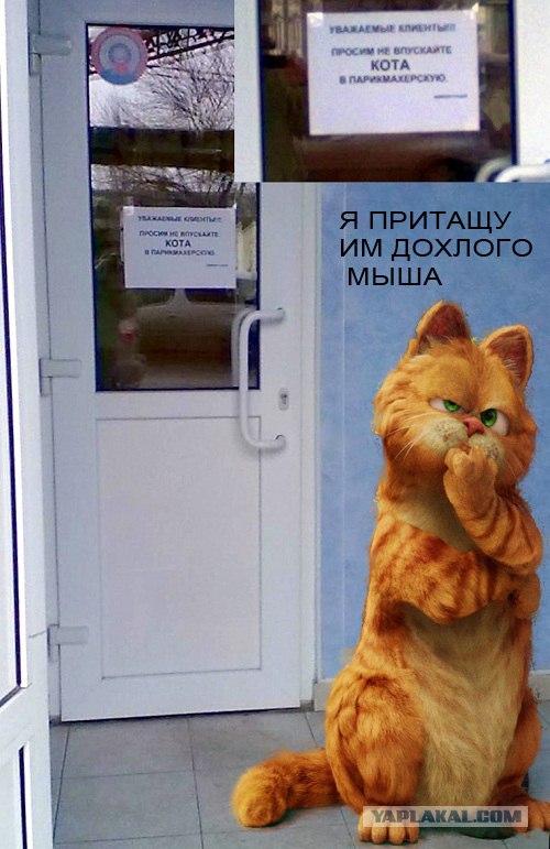 Не впускайте кота в парикхмахерскую)))