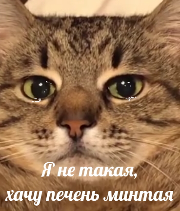 Люси нельзя шоколад!