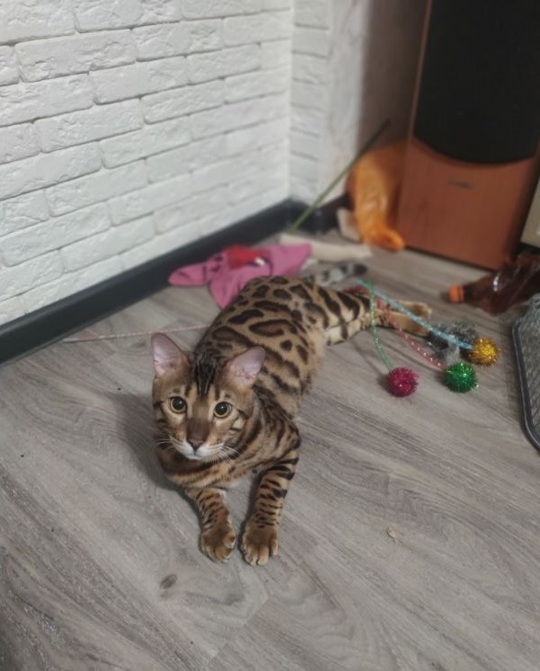 С котовторником!