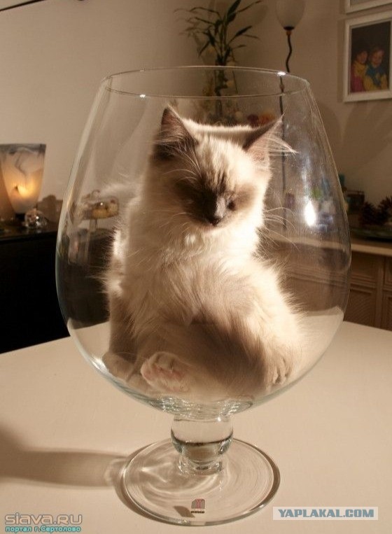 К котофторнику