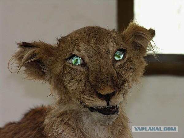 Таксидермия + наркомания