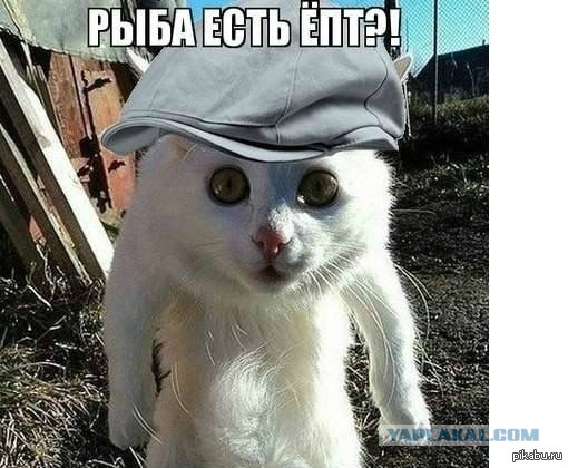 Победная поступь идиотизма по планете – том 10