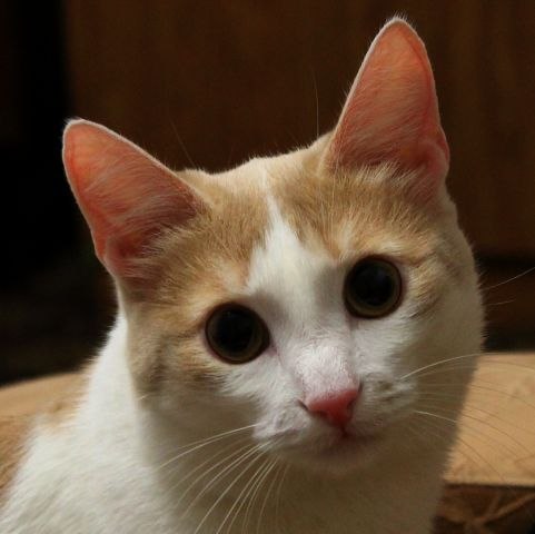 Котовторник 21.05.2013