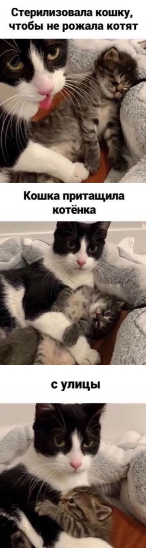 А это моя киска!