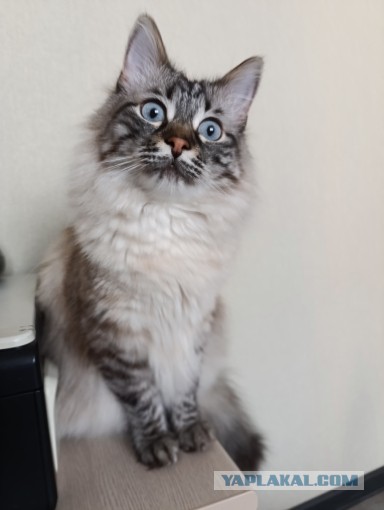 Это что, котовторник?