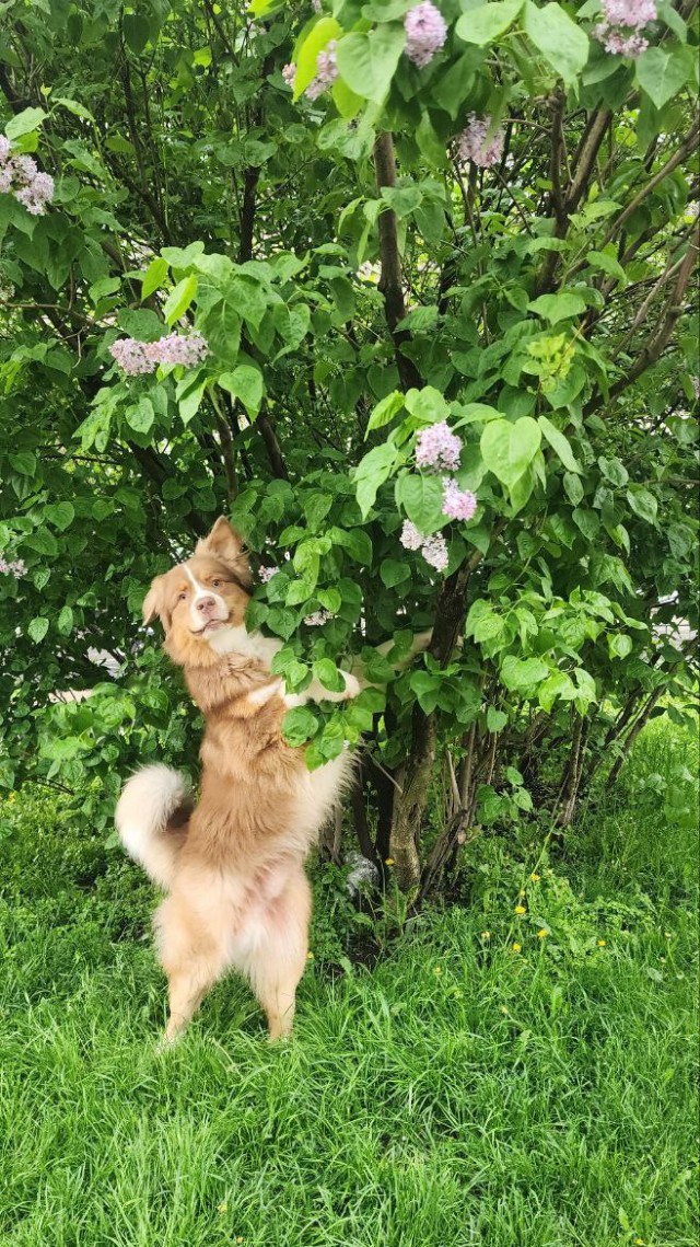 Собакочетверг же