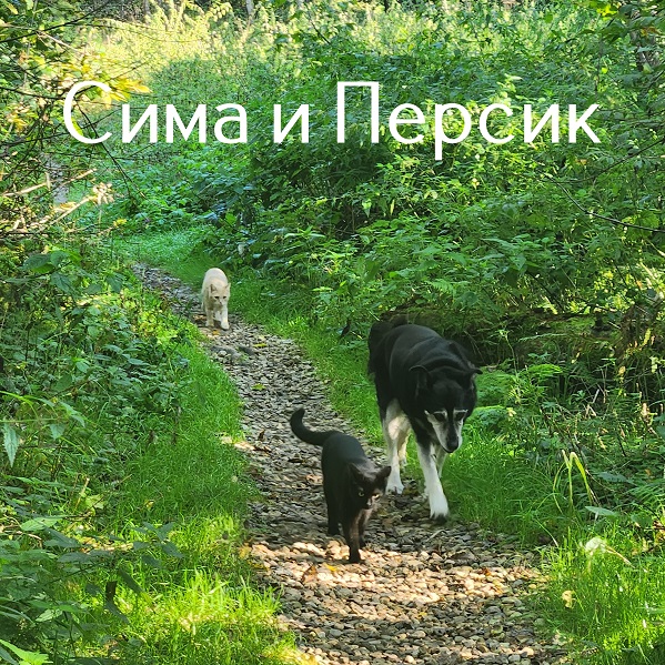 Жизнь домашнего приюта "Котоленд" 517