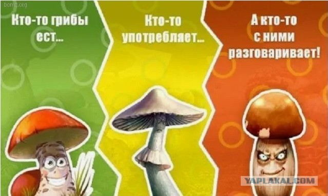 Грибы